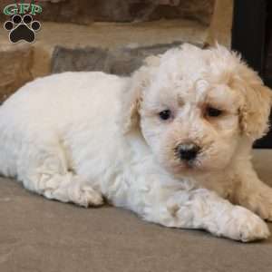 Bailey, Bich-Poo Puppy