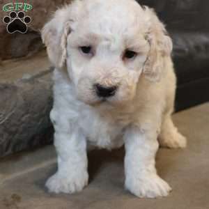 Bentley, Bich-Poo Puppy