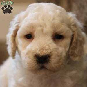 Bentley, Bich-Poo Puppy
