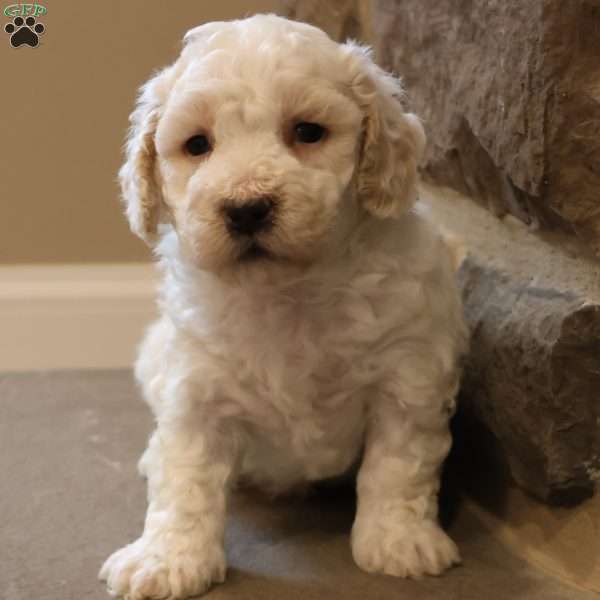 Bentley, Bich-Poo Puppy