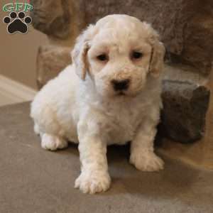 Bentley, Bich-Poo Puppy