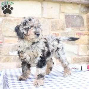 Jacob, Labradoodle Puppy