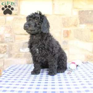 Jerry, Labradoodle Puppy