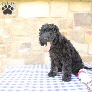 Jaxson, Labradoodle Puppy