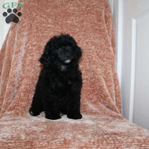 Bear, Miniature Poodle Puppy