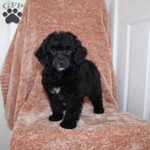 Buster, Miniature Poodle Puppy