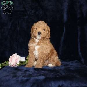 Phillip, Mini Goldendoodle Puppy