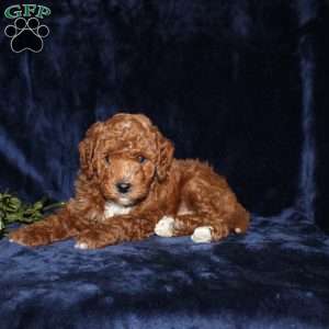 Peter, Mini Goldendoodle Puppy