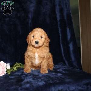 Pam, Mini Goldendoodle Puppy