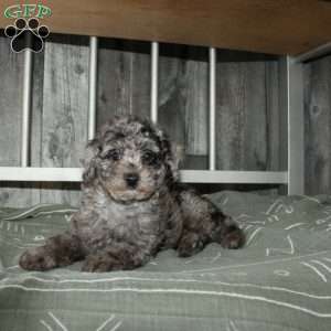 Cally, Miniature Poodle Puppy