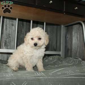 Colby, Miniature Poodle Puppy