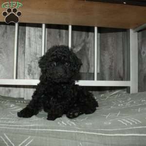 Carter, Miniature Poodle Puppy
