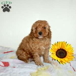 Clarence, Miniature Poodle Puppy