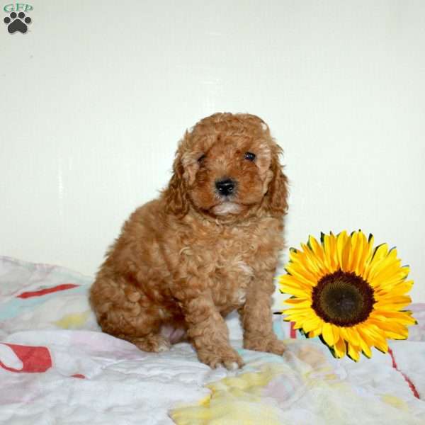 Clarence, Miniature Poodle Puppy