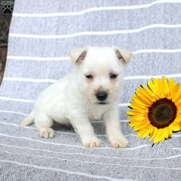 Dakota, West Highland Terrier Puppy