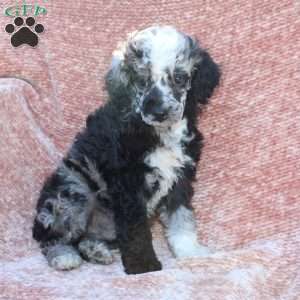 Rocky, Toy Poodle Puppy