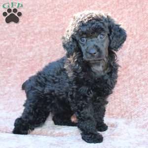 Rosie, Toy Poodle Puppy