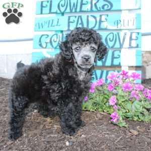 Rambo, Toy Poodle Puppy