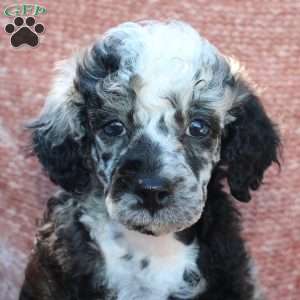 Rocky, Toy Poodle Puppy