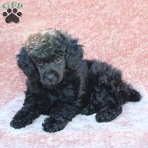 Rosie, Toy Poodle Puppy