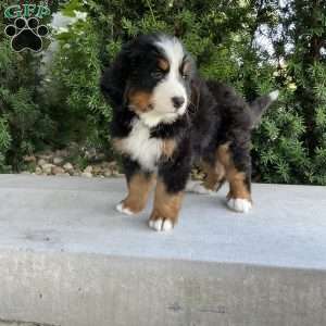 Samson, Bernese Mountain Dog Puppy
