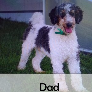 dad