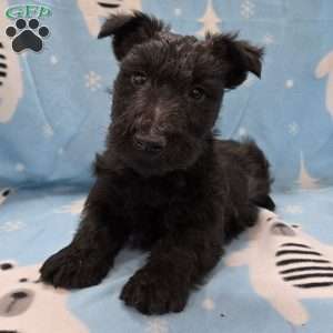Murrey, Scottish Terrier Puppy