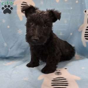 Murrey, Scottish Terrier Puppy