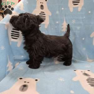 Murrey, Scottish Terrier Puppy