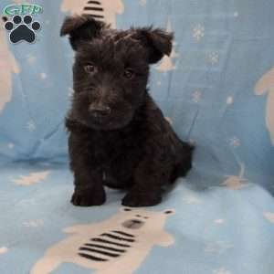 Murrey, Scottish Terrier Puppy