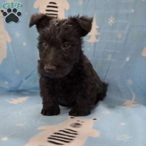 Murrey, Scottish Terrier Puppy