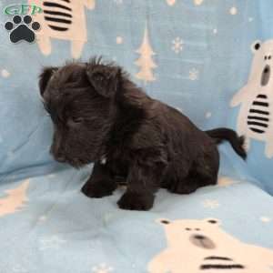 Morris, Scottish Terrier Puppy