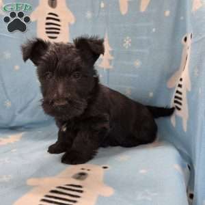 Morris, Scottish Terrier Puppy