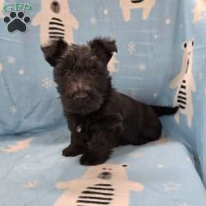 Morris, Scottish Terrier Puppy
