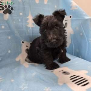 Morris, Scottish Terrier Puppy