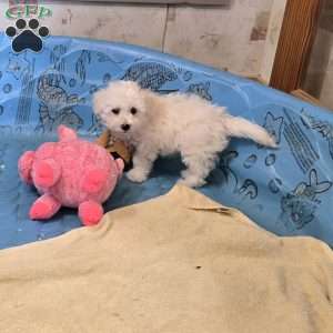 Blake, Bichon Frise Puppy