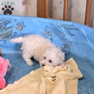 Blake, Bichon Frise Puppy