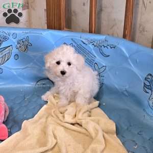 Blake, Bichon Frise Puppy