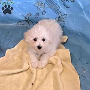 Blake, Bichon Frise Puppy