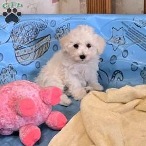 Blake, Bichon Frise Puppy