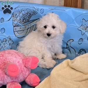 Blake, Bichon Frise Puppy