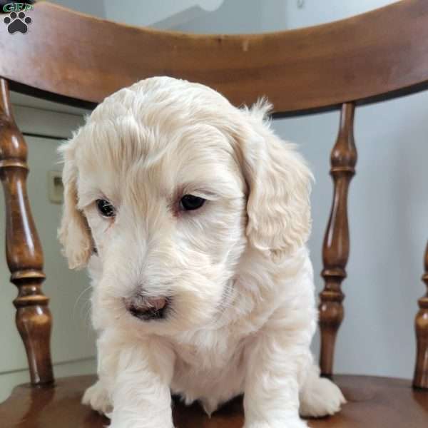 Leroy, Mini Goldendoodle Puppy