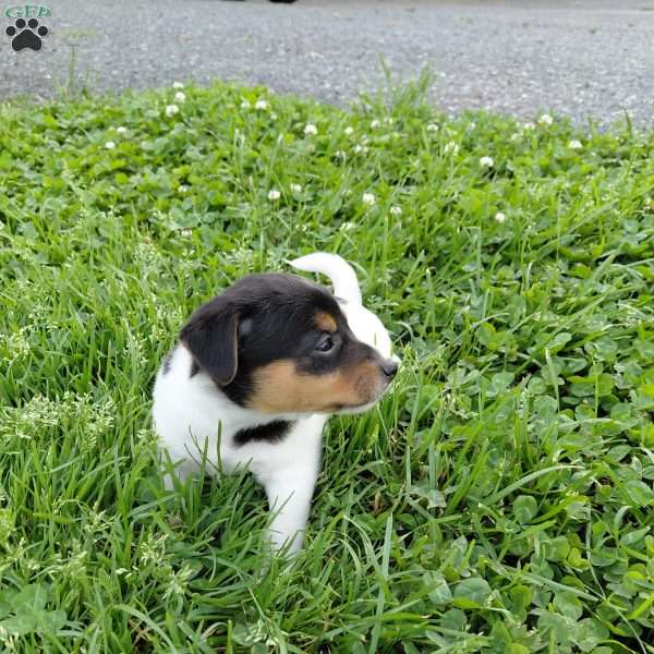 Betsy, Jack Russell Terrier Puppy