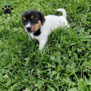 Betsy, Jack Russell Terrier Puppy