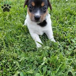 Betsy, Jack Russell Terrier Puppy
