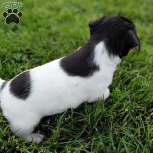 Betsy, Jack Russell Terrier Puppy