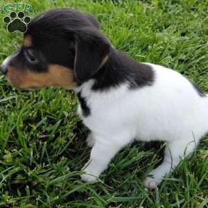 Betsy, Jack Russell Terrier Puppy