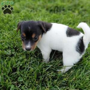 Betsy, Jack Russell Terrier Puppy