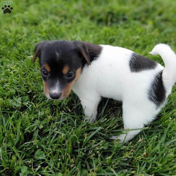 Betsy, Jack Russell Terrier Puppy