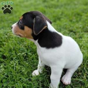 Max, Jack Russell Terrier Puppy